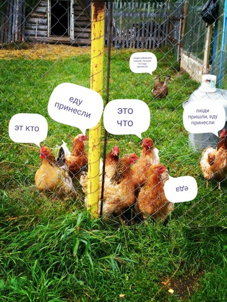 Приколы про кур