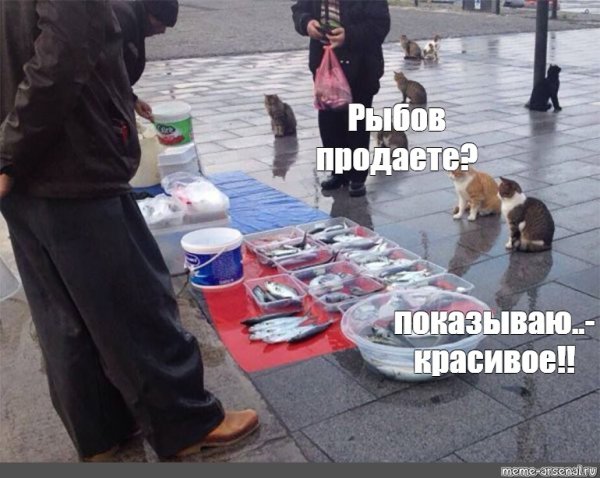 Мемы котики Рыбов