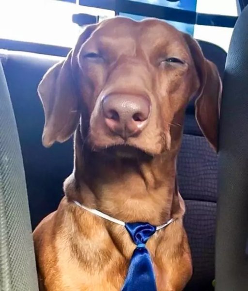 Собака прищурилась