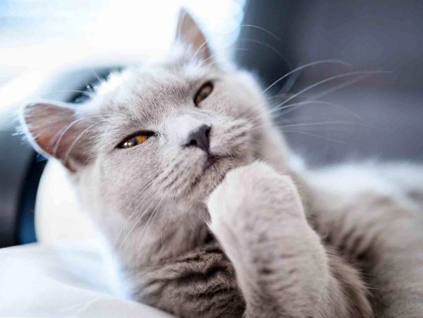 Котик думает