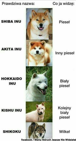 Акита ину мемы