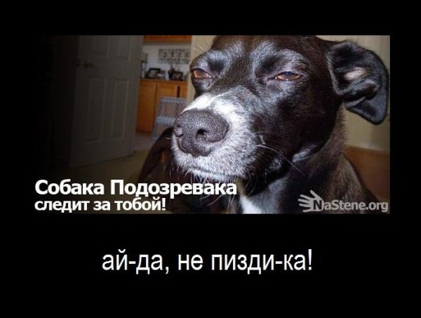 Собака подозревака демотиватор