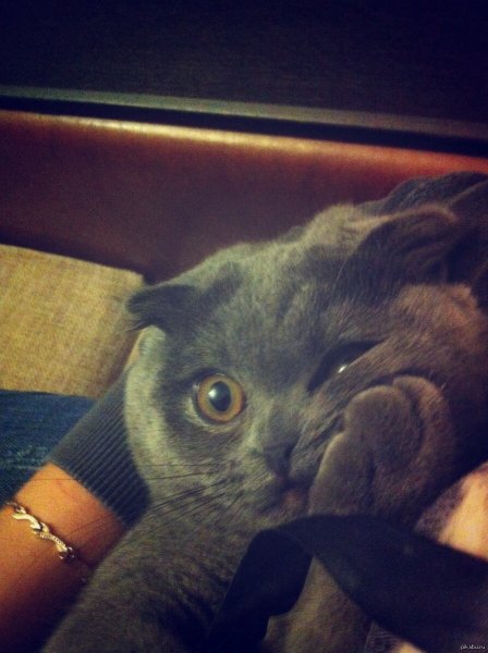 Я вас внимательно слушаю кот