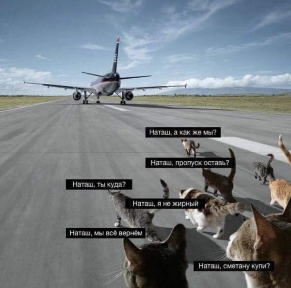 Наташа и котики