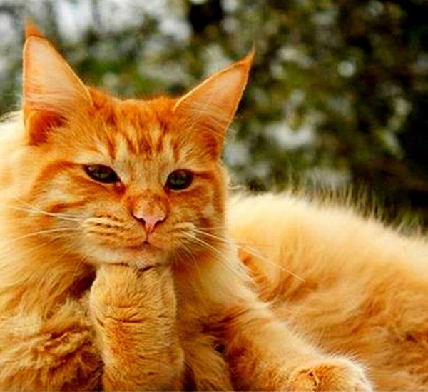 Рыжий котёнок