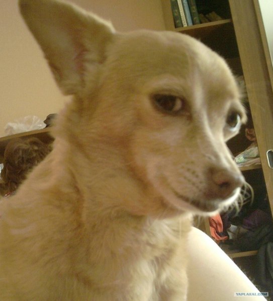 Собака подозревака чихуахуа