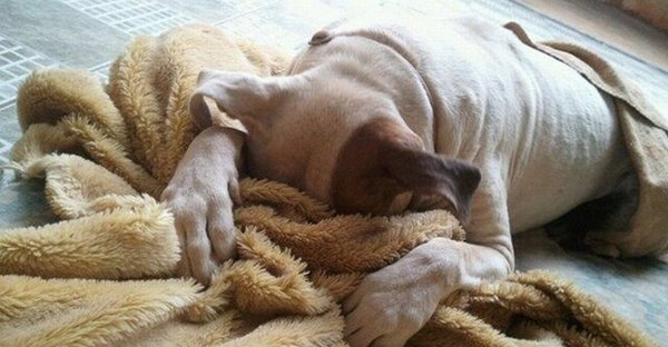 Утро понедельника собака