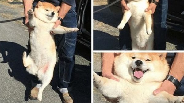 Смешные собаки мемы