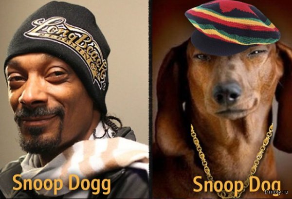 Собака снуп дог