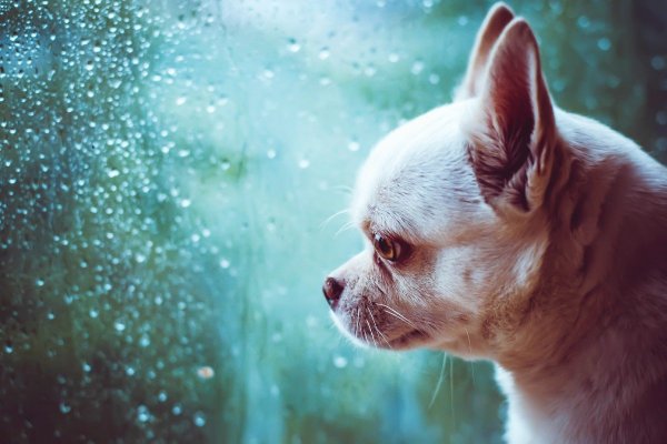 Чихуахуа грустит