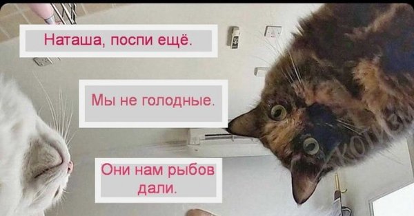 Про рыбов и котов