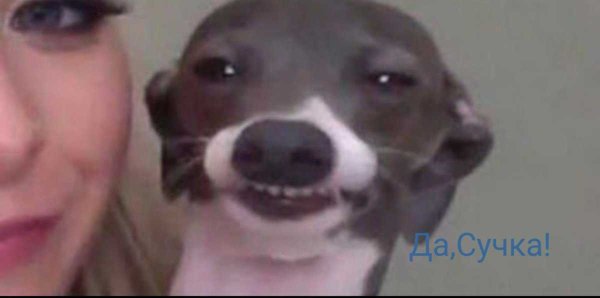 Собачка снуп дог