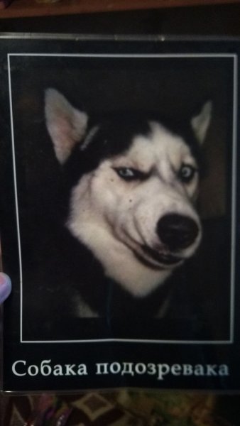 Собака подозревака хаски