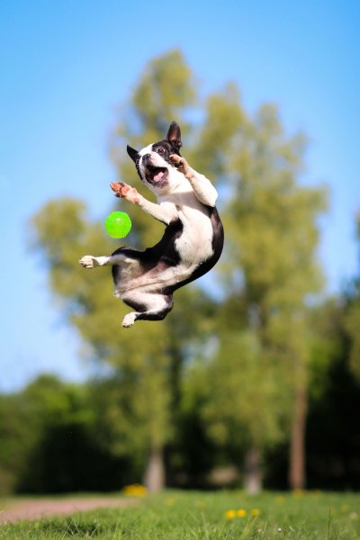 Бостон терьер