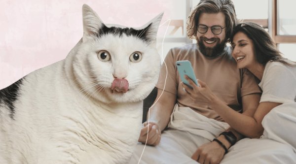 Австралийский кот Бендер