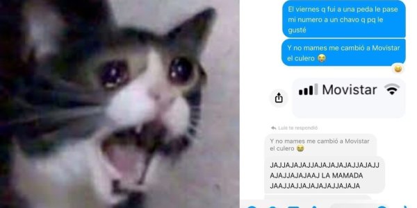 Кот держится за голову