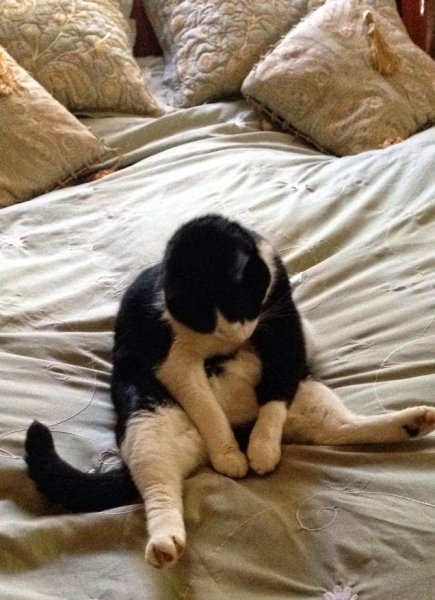 Кошка в постели