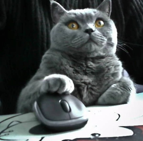 Внимательный кот