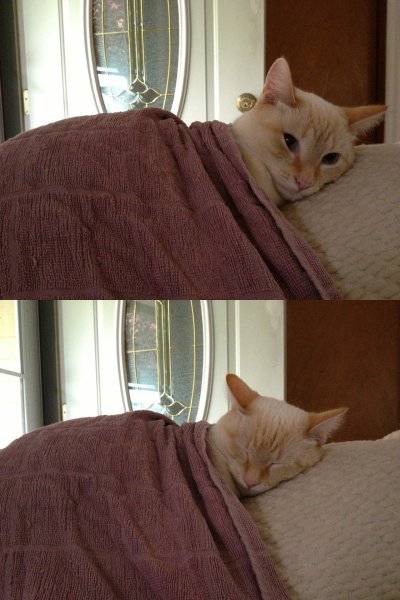 Сонный котик Мем