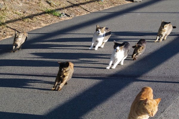 Коты разбегаются в разные стороны