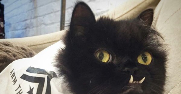 Угарные коты черные