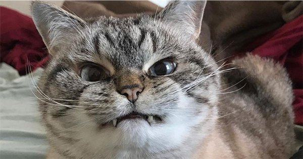 Кошка вампир