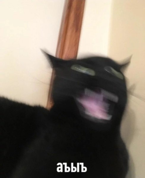 Смазанные коты