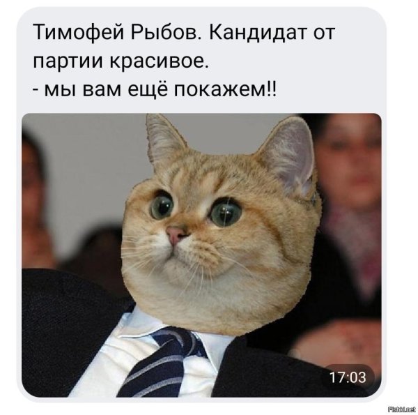 Коты депутаты