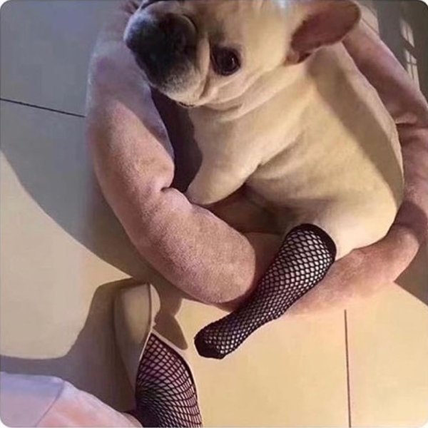 Собачка в чулках