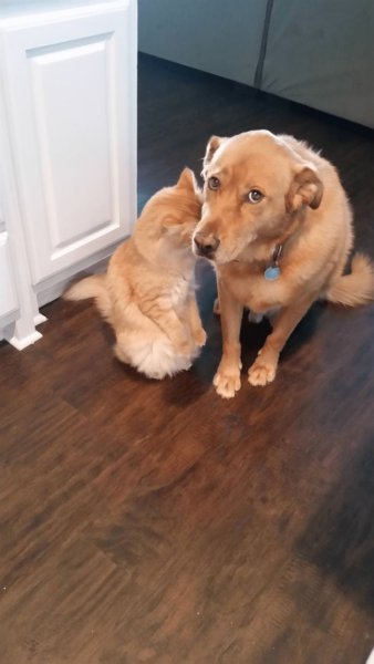 Собака провинилась