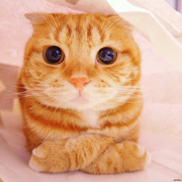 Внимательный кот