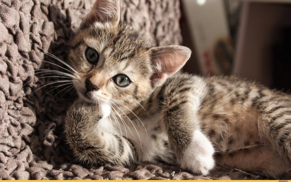 Задумчивый котик