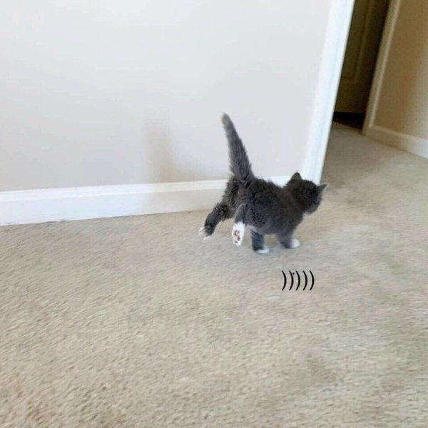 Кот бегает по квартире