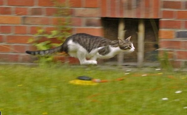 Кошка бегает