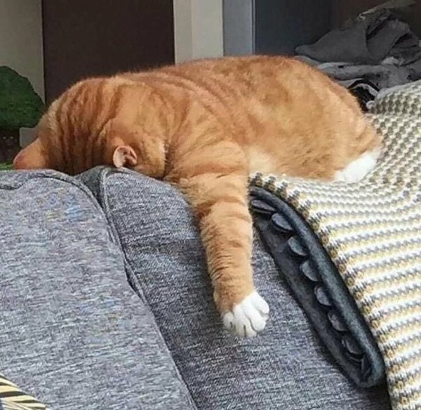 Уставший кот