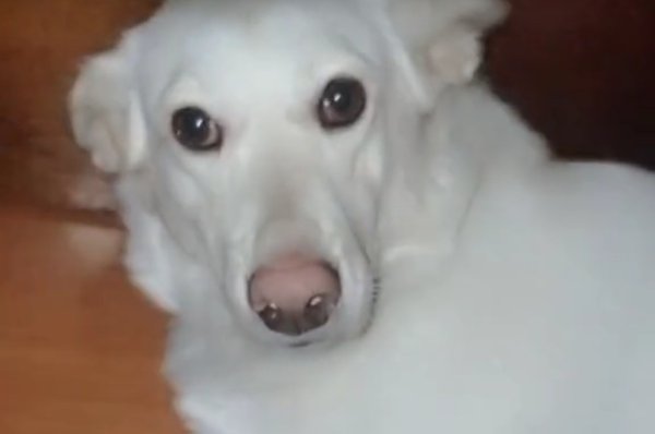 Виноватая собака Мем