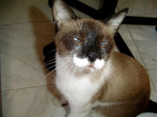 Внимательно слушать картинка