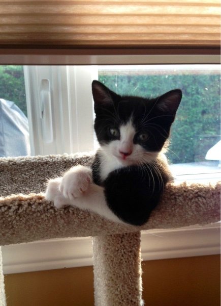 Слушающий кот