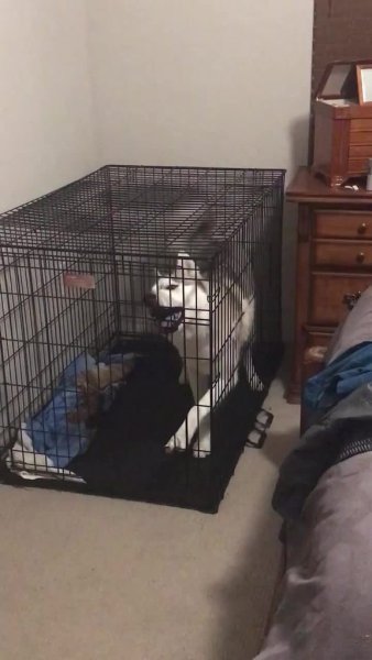 Побег из клетки