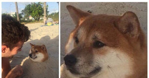 Ты хочешь меня довести Мем с собакой