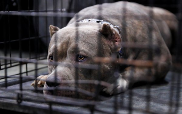 Фото питбуля