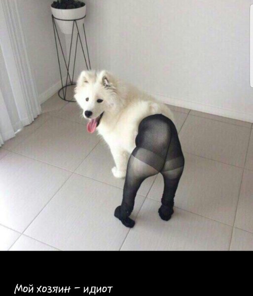 Стриженный самоед