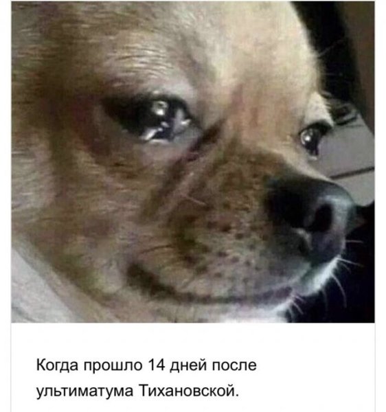 Чихуахуа плачет