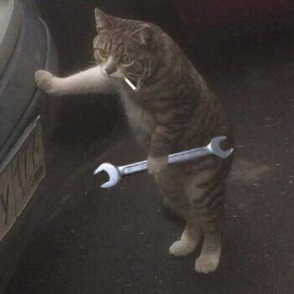 Кот облокотился