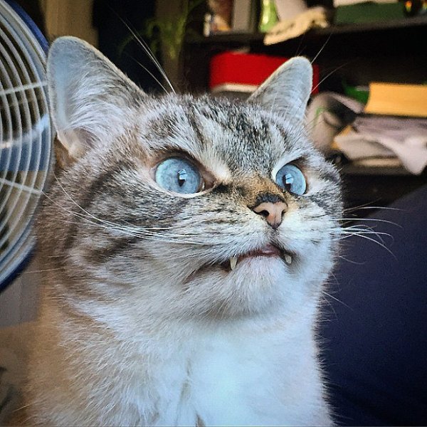 Смешные морды котов