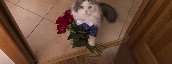 Кот с букетом цветов