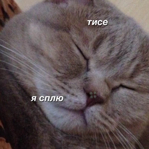 Тише я сплю