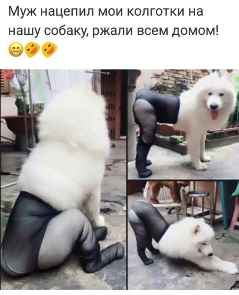 На. Собаку. Надели. Колготки