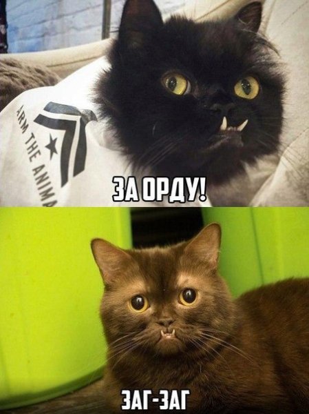 Кот орк