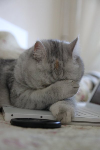 Кот прикрывает лапой